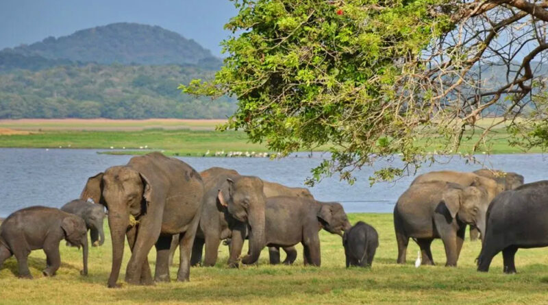 Sri Lankan Gem History